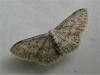 Idaea seriata